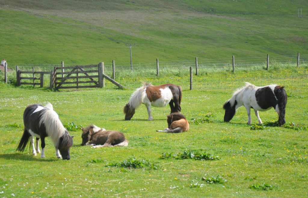 Shetlandsponnien stammer fra Shetlandsøyene, nordøst for Skottland.