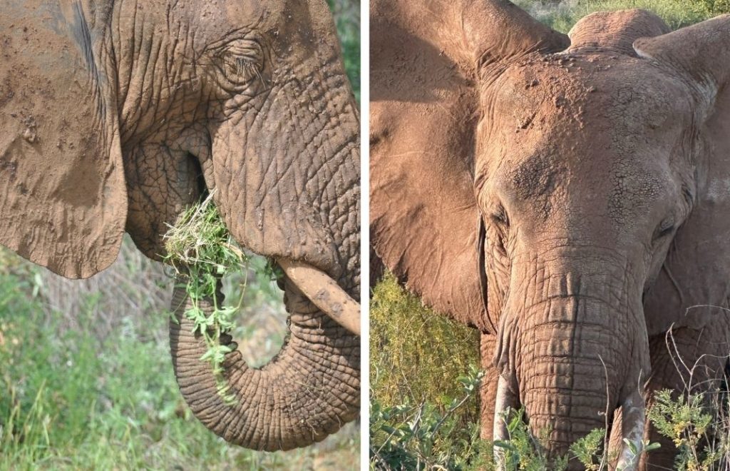 Elefanter i Samburu nasjonalpark i Kenya