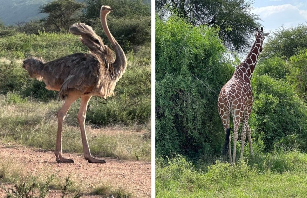 Struts og sjiraff er to av dyrene du møter i Samburu nasjonalpark i Kenya