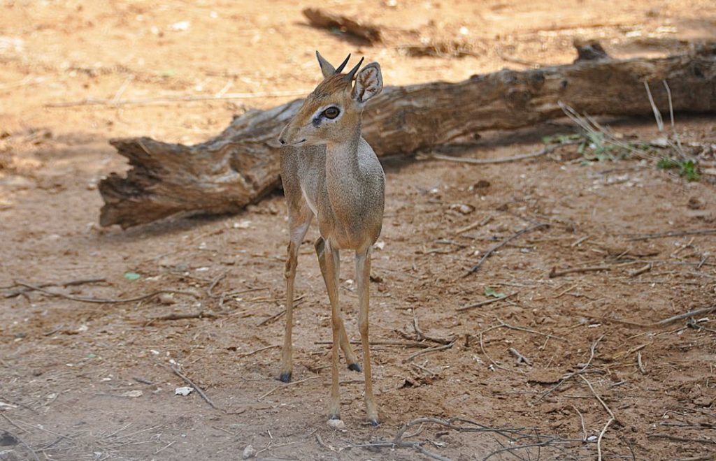 Den søte lille dik dik er ofte sett på safari i Samburu nasjonalpark i Kenya