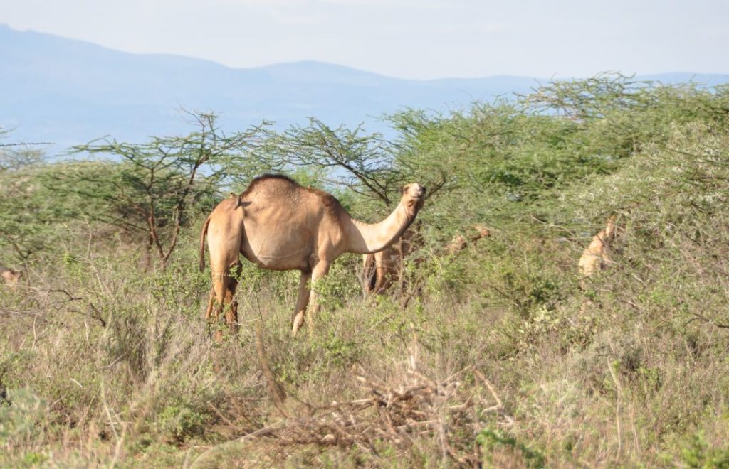 Kamelsafari er populært i Samburu nasjonalpark i Kenya
