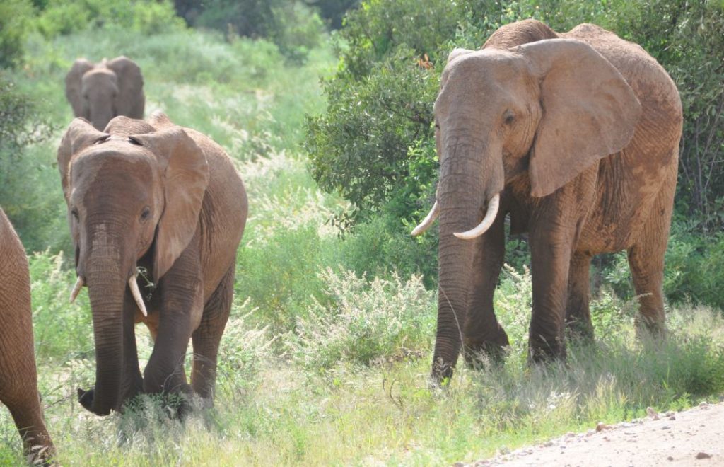 Samburu nasjonalpark i Kenya er hjem til store flokker med elefanter