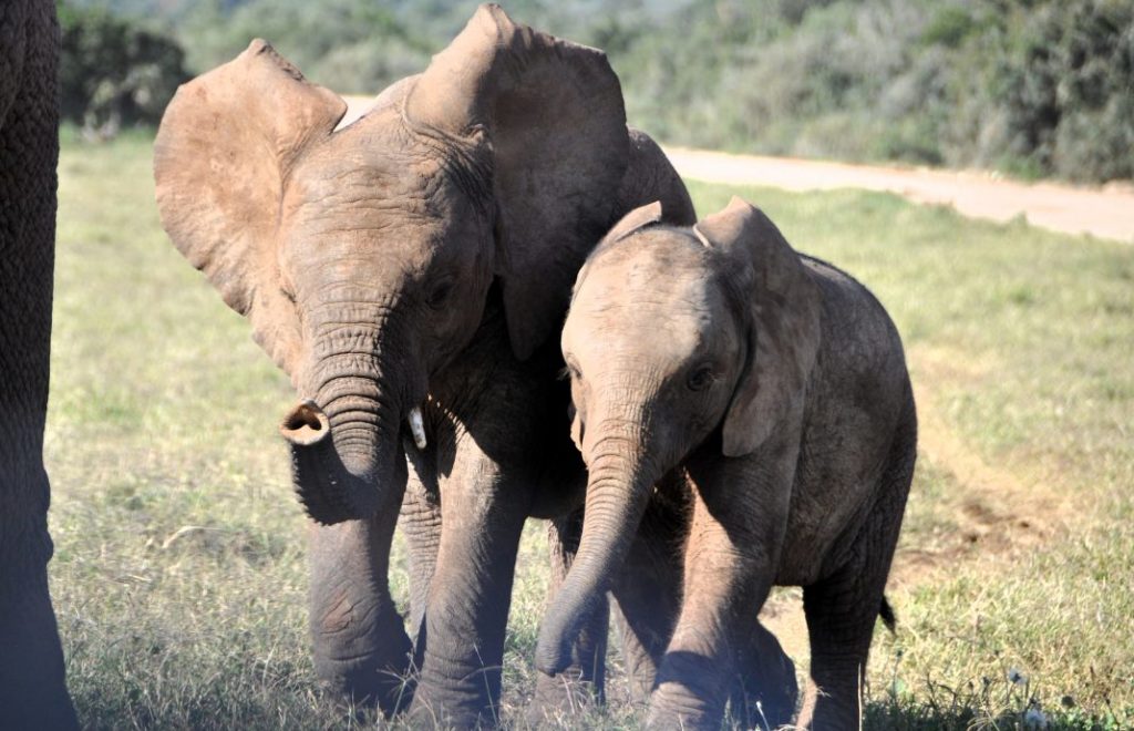 To små elefanter i Addo Elephant nasjonalpark. 