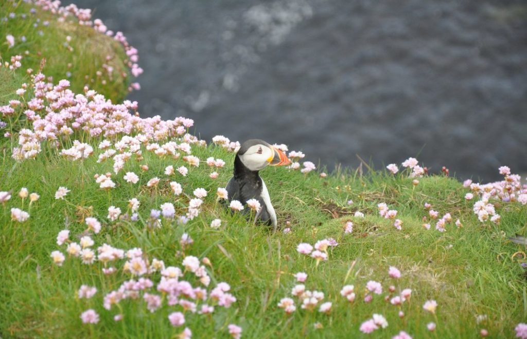 Marwick Head er en av Orknøyenes fugleparadiser, med tusenvis av lundefugler. 