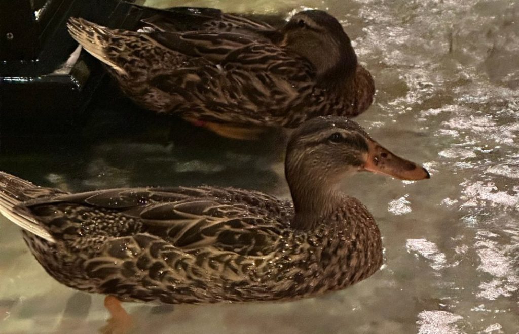 Marsjerende ender, med egen fontene, er stjernene på Peabody Hotel. 