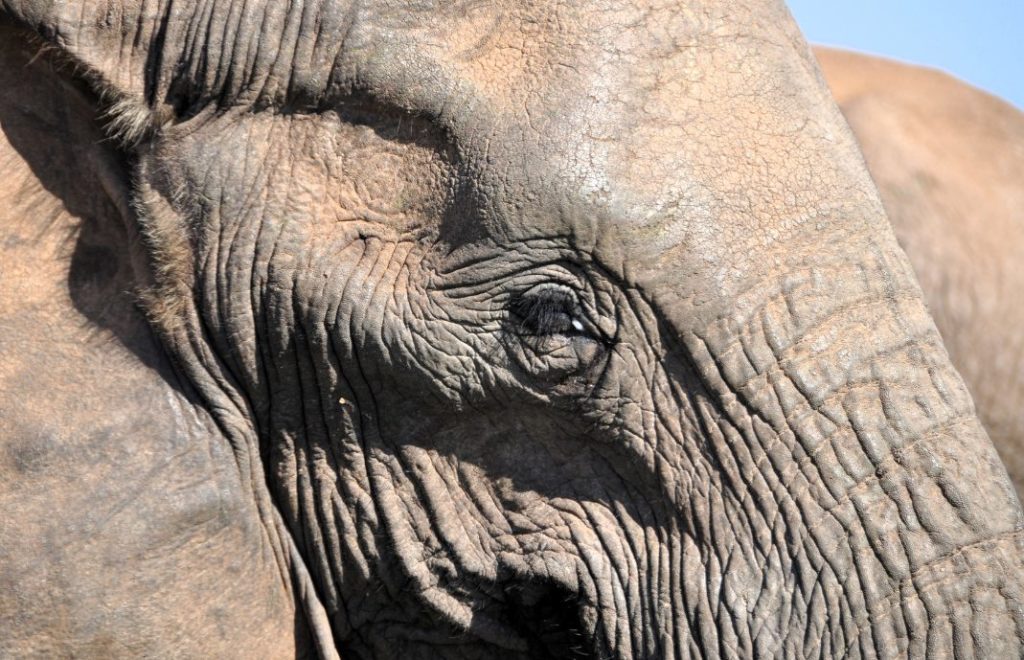Tett på elefantene i Etosha nasjonalpark. 