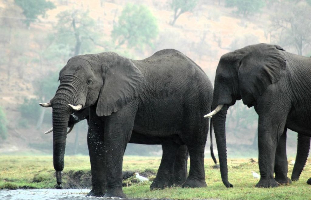 Elefanter ved elven i Chobe nasjonalpark. 