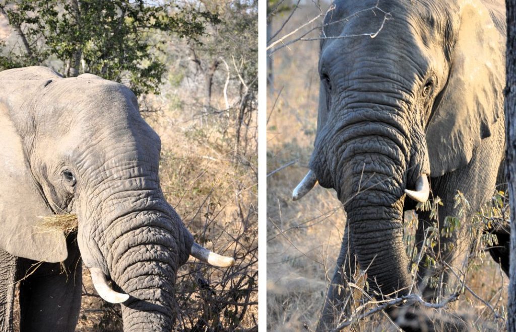 Elefanter som spiser i Kruger nasjonalpark. 