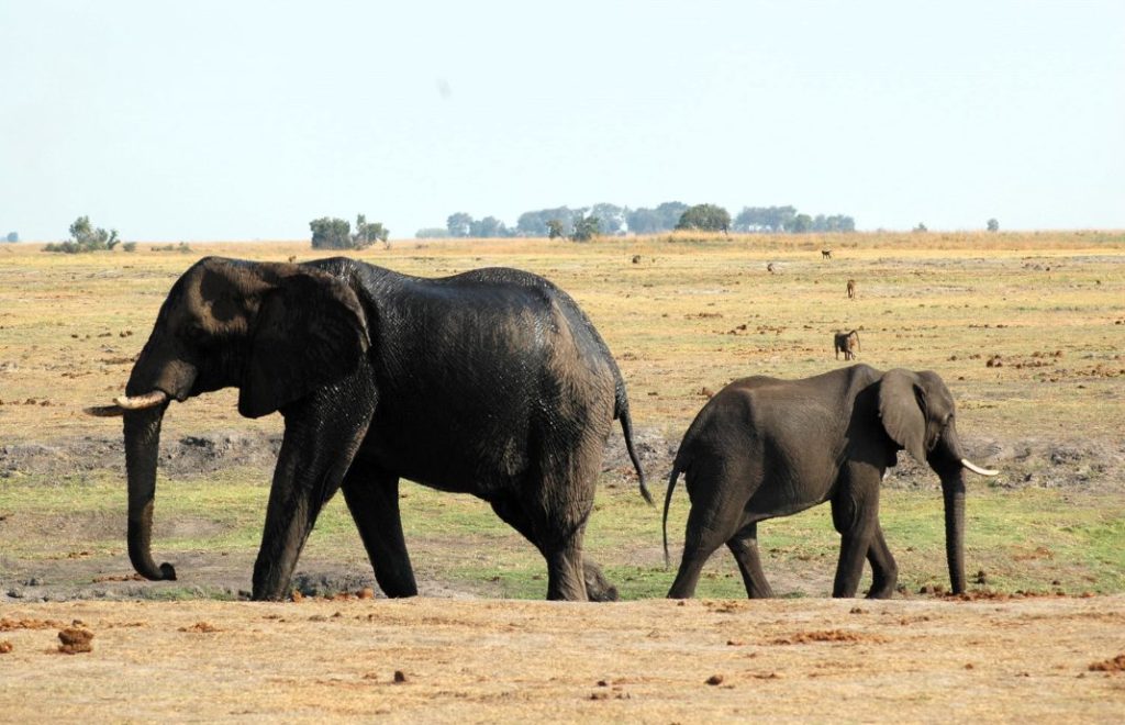 Elefanter i Chobe nasjonalpark.