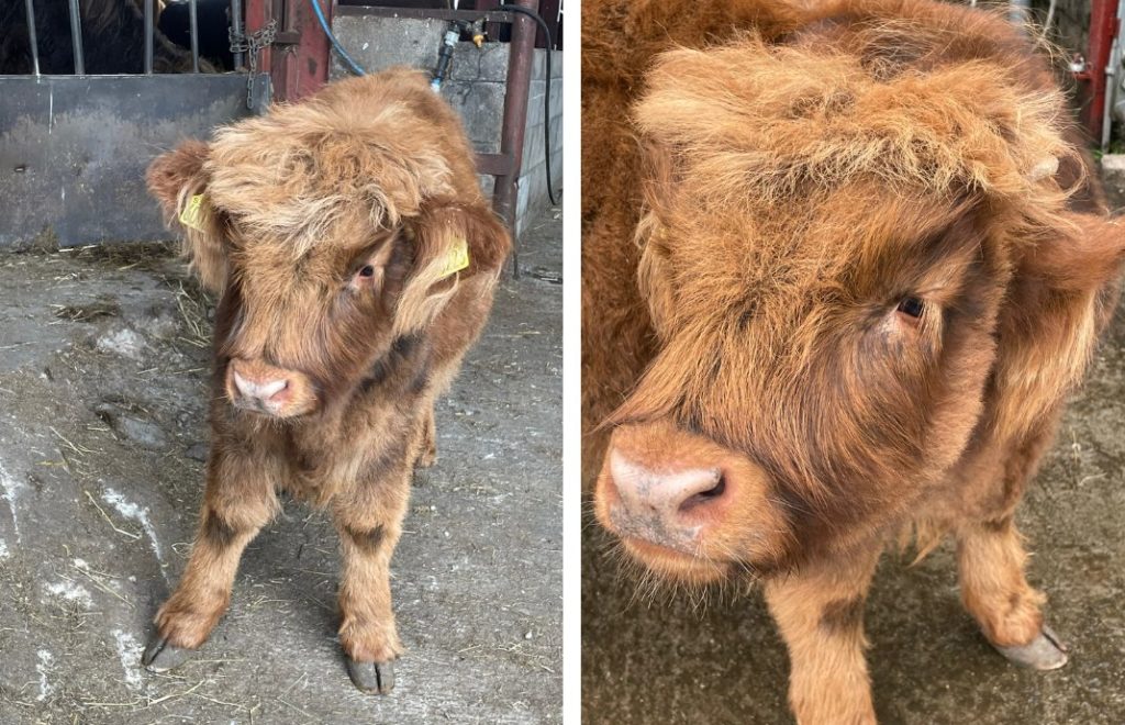 Highland cattle er søte når de er babyer. 