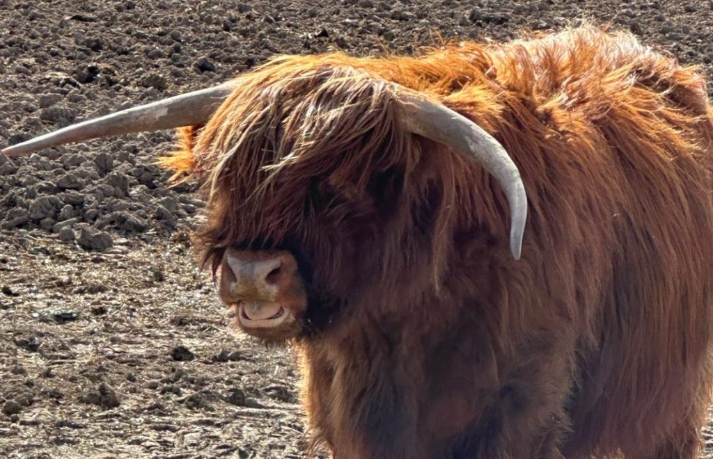 Highland cattle utenfor Aberdeen. 