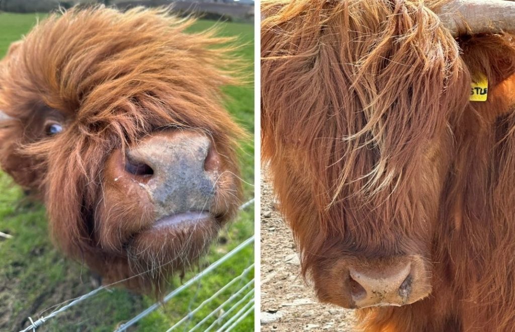 Søte highland cattle i Skottland