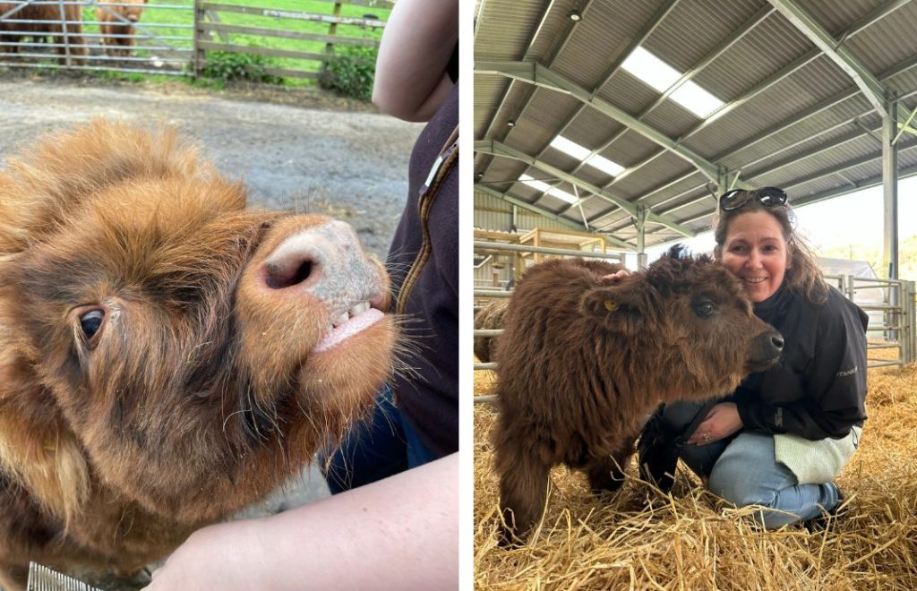 Kose, kose med de søte Highland cattle i Aberdeenshire. 