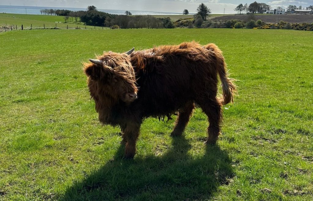 Highland cattle på engen. 