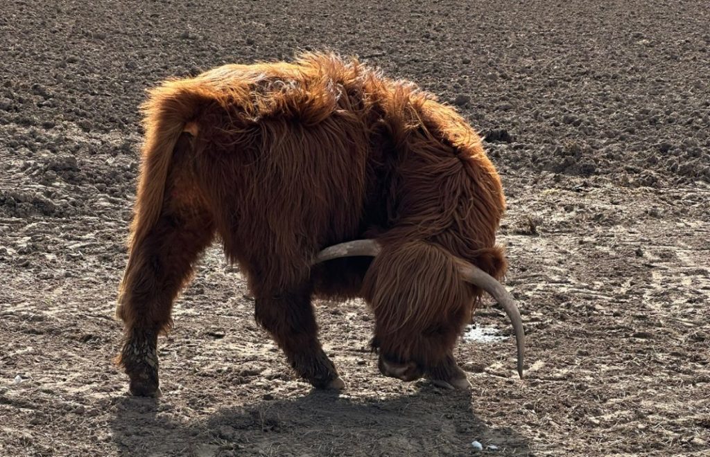 Highland cattle i Skottland. 