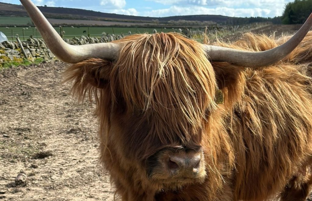 Langlugget sjarmør av typen Highland cattle. 