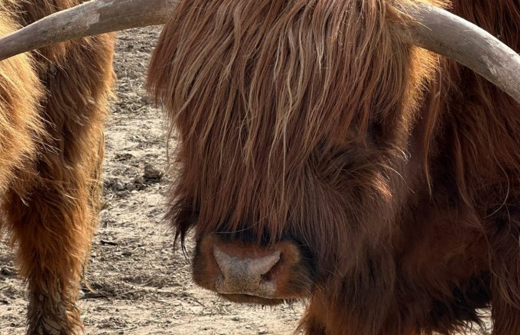 Highland cattle er en del av Skottlands identitet. 