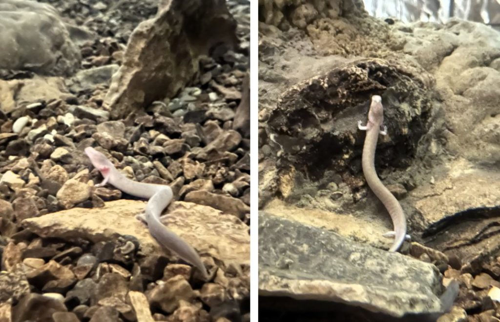 Baby Dragons i Postonja Cave