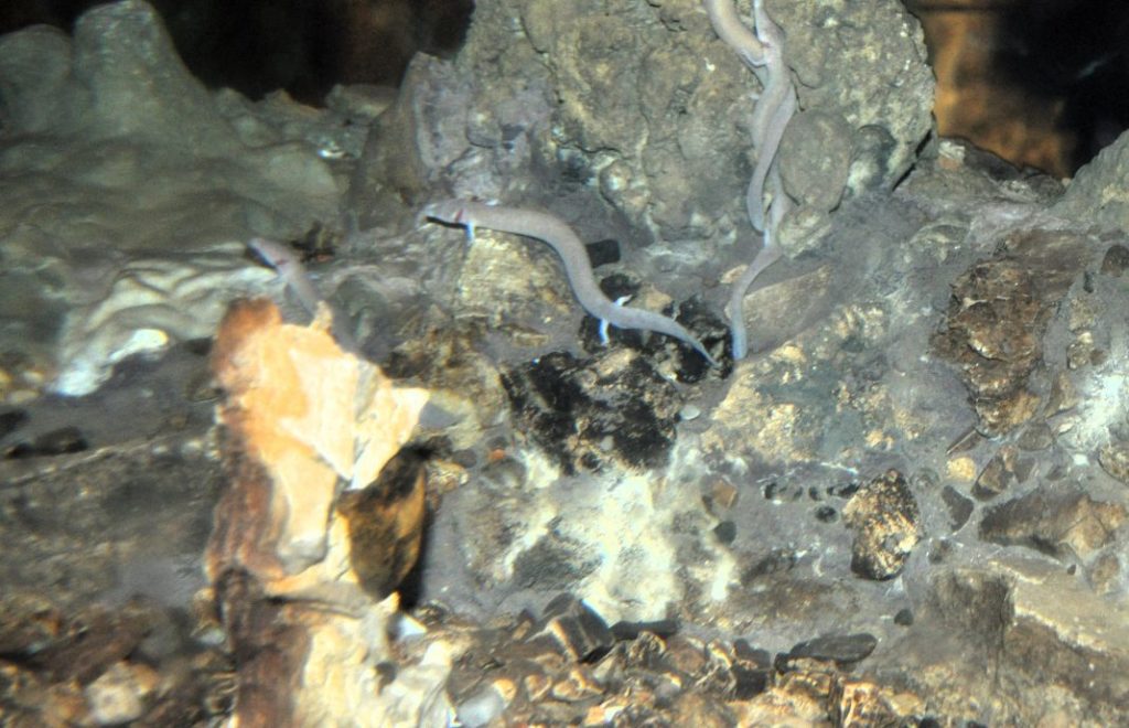 Postonja Cave er hjem til de merkelige Baby Dragons. 