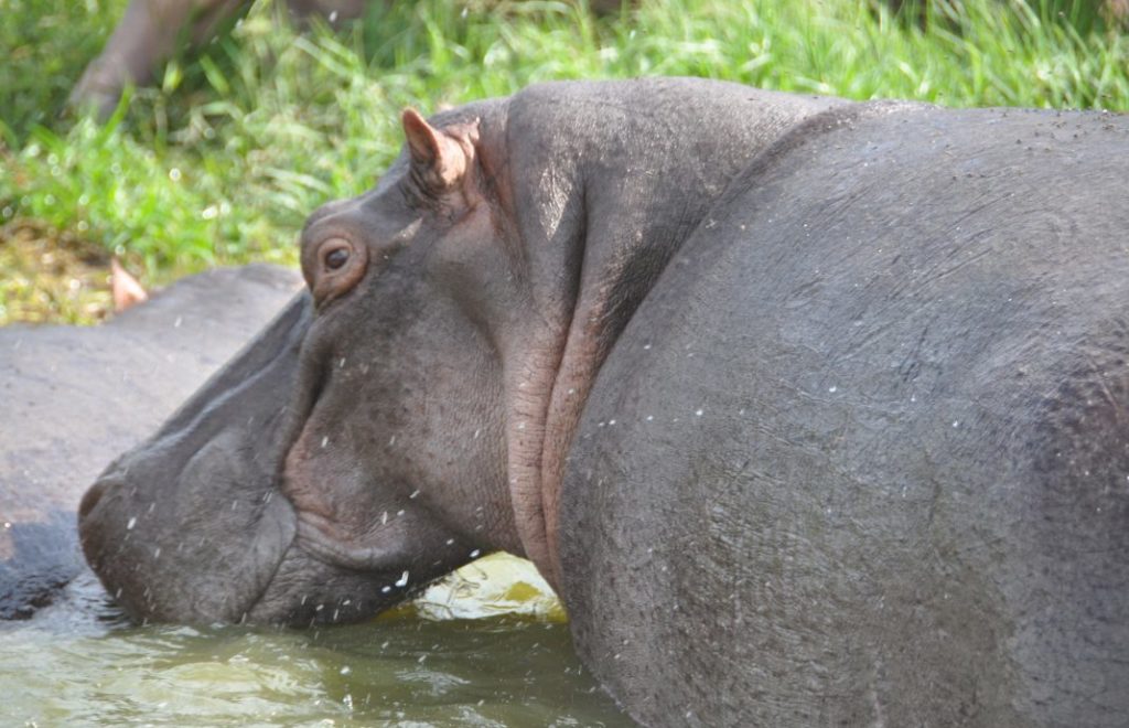 I Akagera nasjonalpark i Rwanda er du nærmest garantert å se flodhester. 