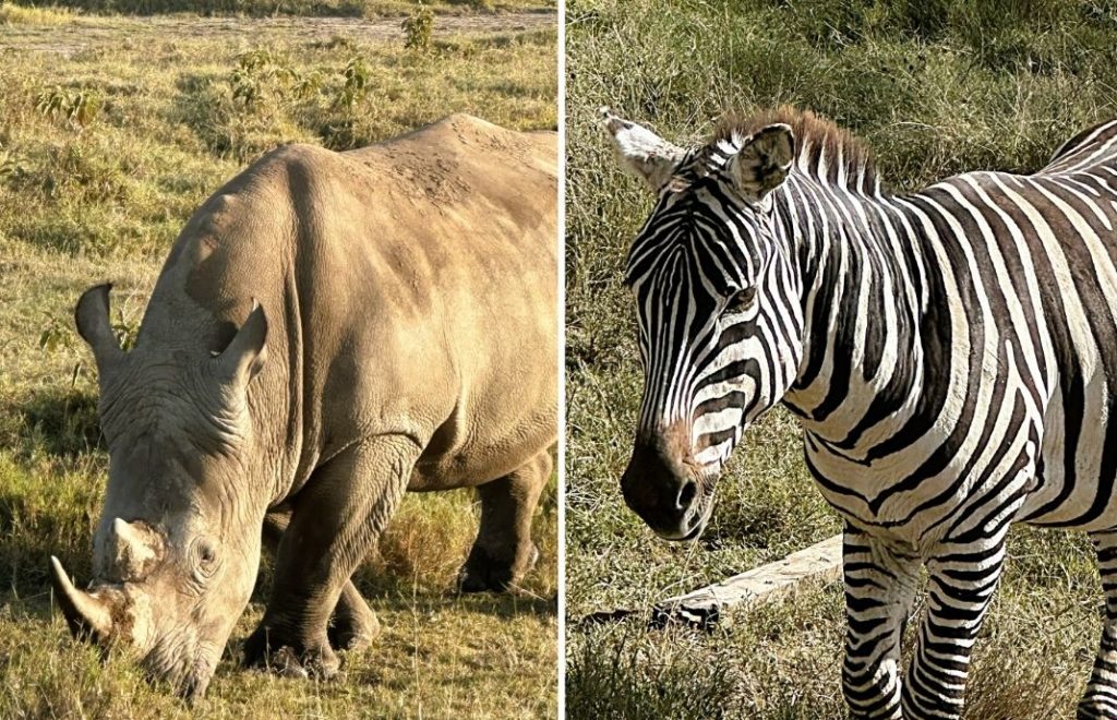 Lake Nukuru nasjonalpark i Kenya byr på unike safariopplevelser. 