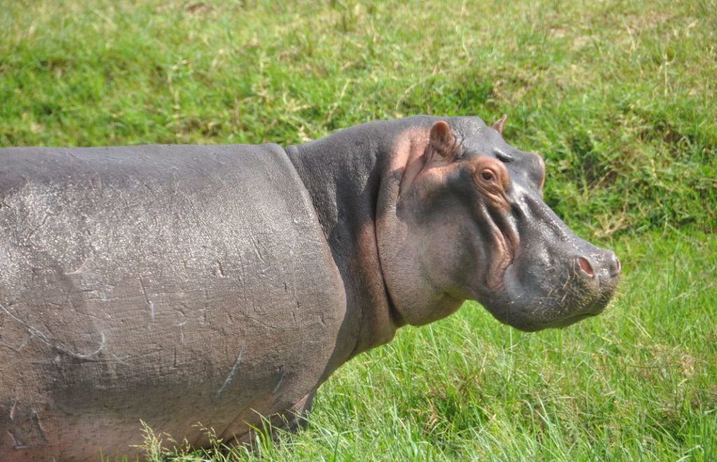 Queen Elizabeth nasjonalpark i Uganda er et utmerket sted å se flodhester, både på land og i vannet.