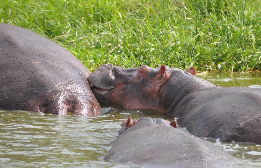 South Luangwa nasjonalpark i Zambia er blant de beste stedene i Afrika å se flodhester.
