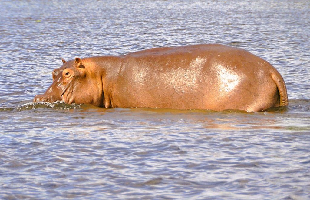 Nyerere (Selous) nasjonalpark i Tanzania er kjent for å huse en stor bestand av flodhester.