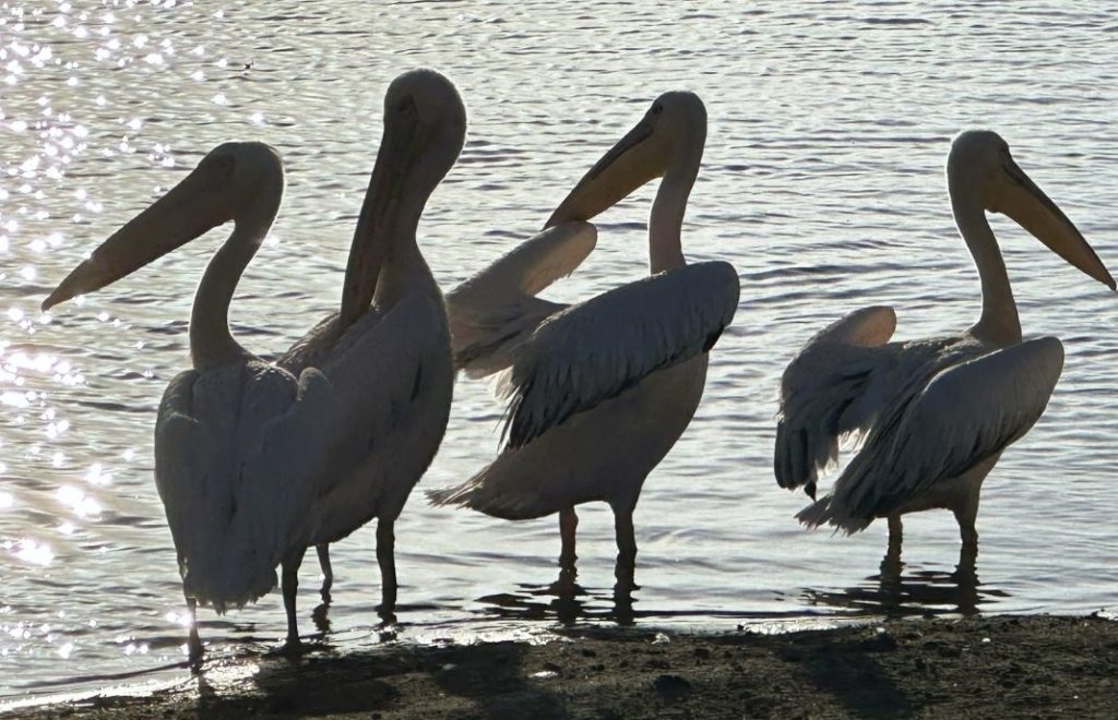 Lake Nakuru nasjonalpark er hjem til et rikt og variert fugleliv. 