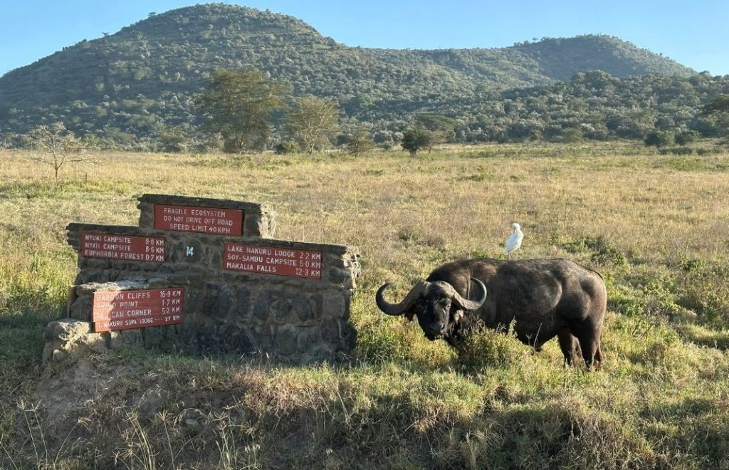Bøffelen viser vei i Lake Nakuru nasjonalpark i Kenya
