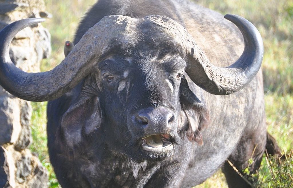 En litt forbauset bøffel hilser på oss i Lake Nakuru nasjonalpark i Kenya. 