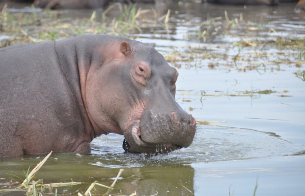 En flodhest viser seg frem i Murchison Falls nasjonalpark i Uganda.