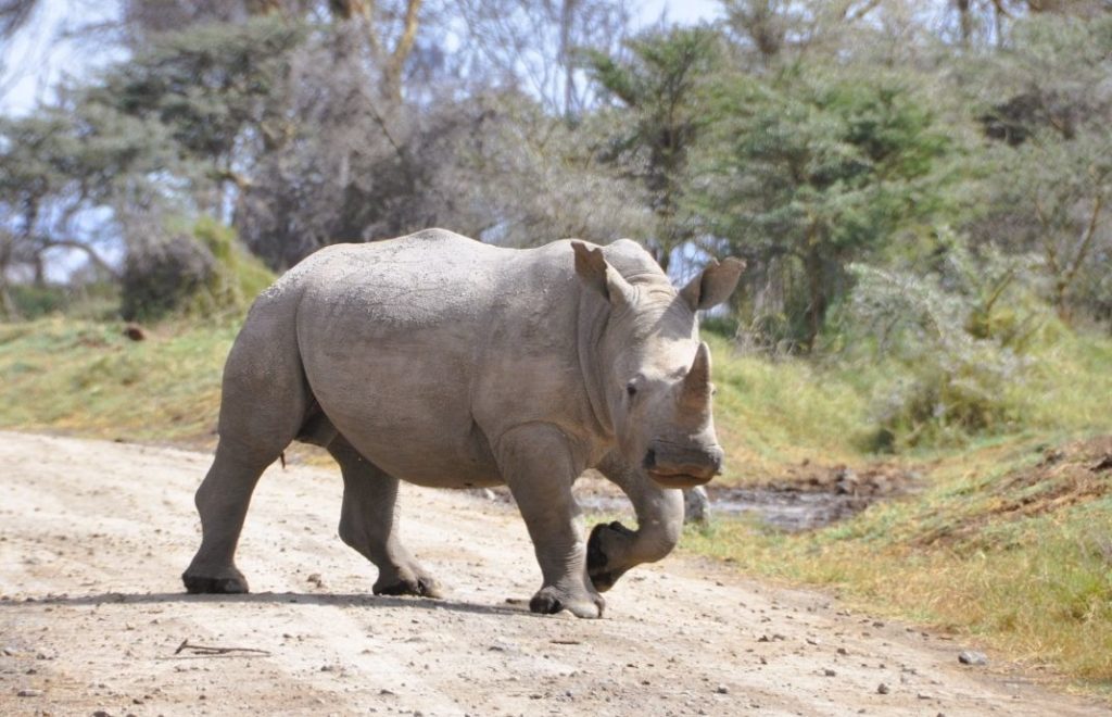 Lake Nakuru nasjonalpark er uten konkurranse det stedet i Kenya med størst mulighet for å se neshorn. 