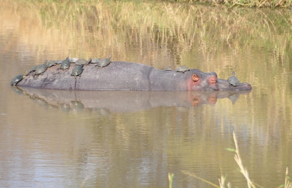En flodhest slapper av i Kruger nasjonalpark, Sør-Afrika. 