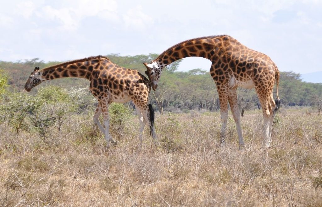 Rothschild’s sjiraffene trives godt i Lake Nakuru nasjonalpark i Kenya