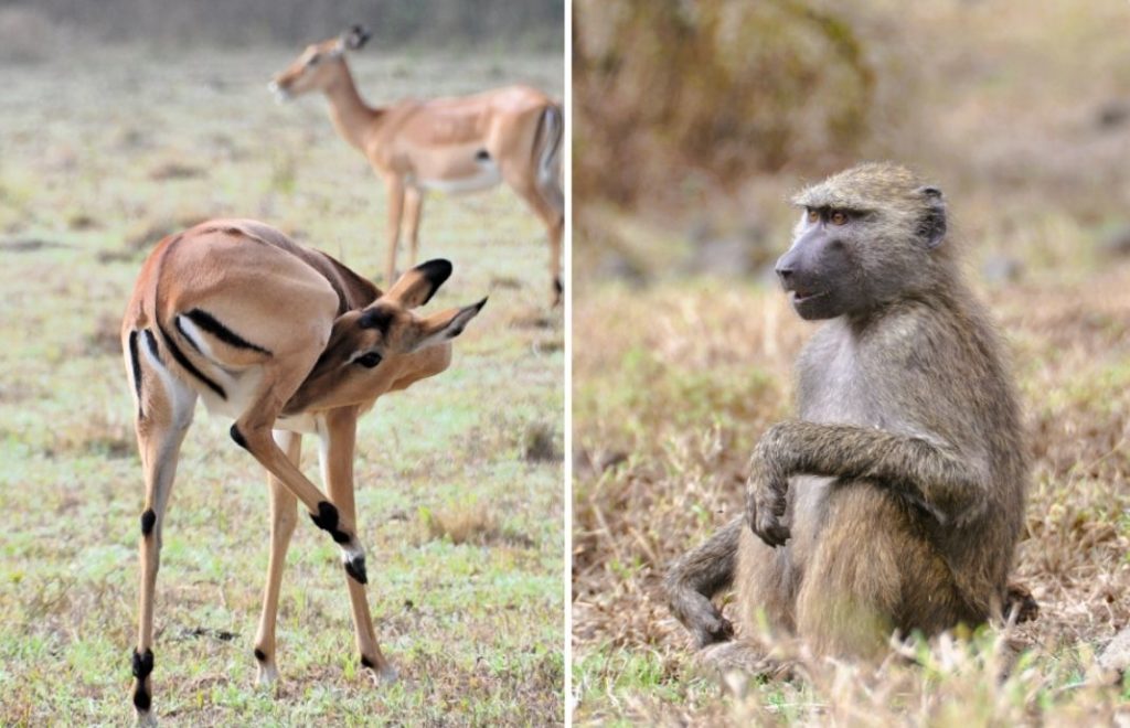 Antiloper og bavianer er noen av Lake Nakuru nasjonalparks innbyggere. 