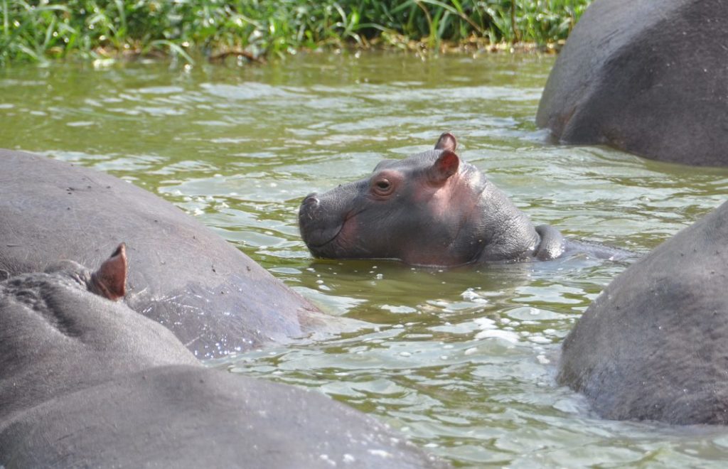 Flodhester er et ikonisk symbol på Okavangodeltaet i Botswana.