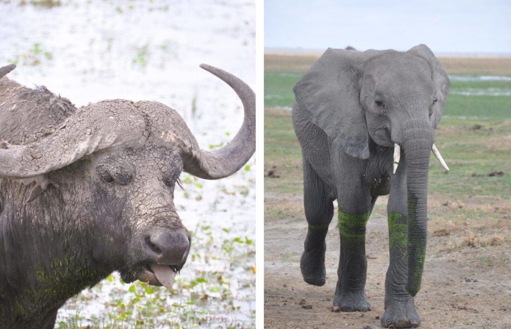 To av De fem store viser seg frem i Amboseli nasjonalpark, Kenya.