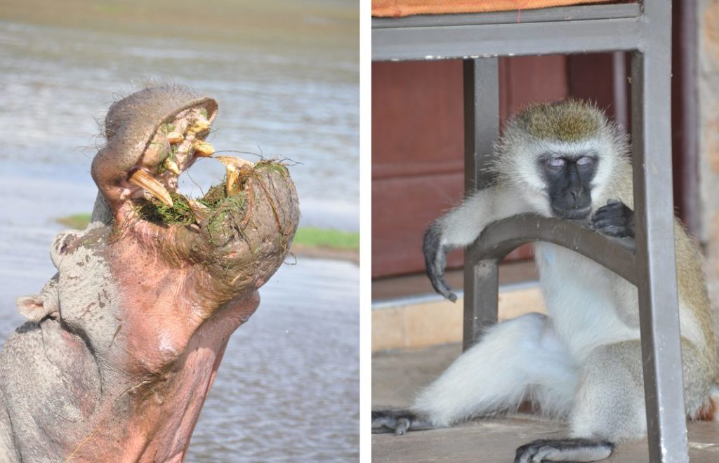 Stort gap hos flodhesten og en sovende apekatt i Amboseli nasjonalpark, Kenya. 