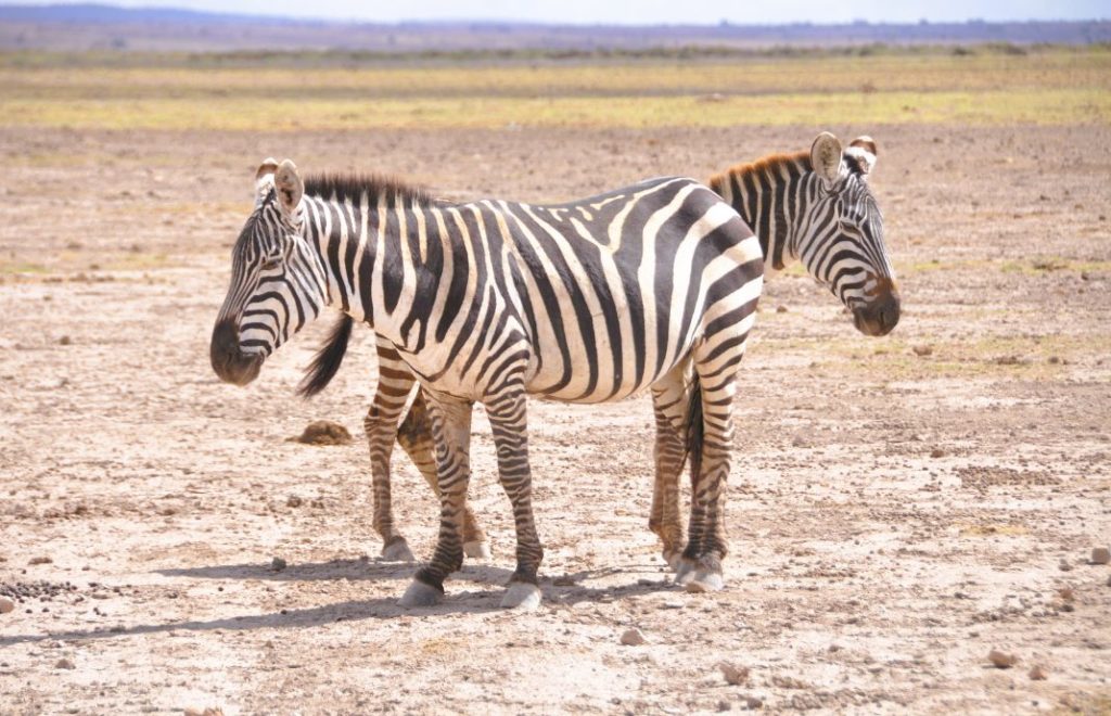 Sjarmører i pysj på sletten i Amboseli nasjonalpark, Kenya