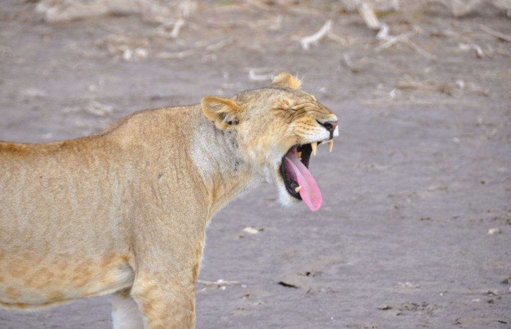 Morgentrøtt løve i Amboseli nasjonalpark, Kenya. 