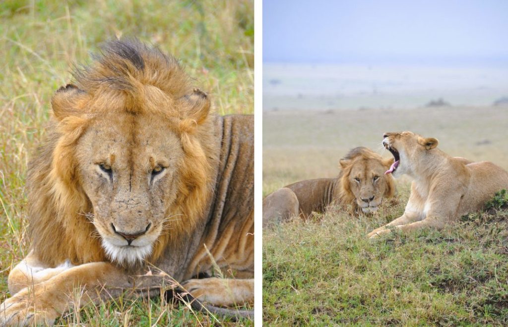 Løvene nyter dagen i Masai Mara nasjonalpark, Kenya
