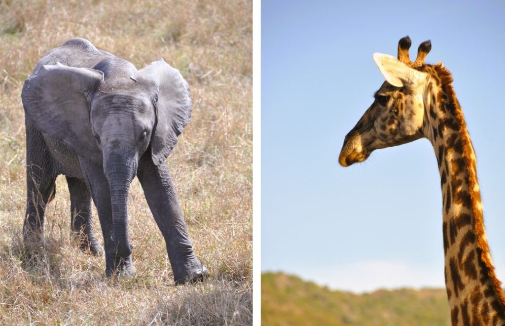 Masai Mara nasjonalpark i Kenya byr på fantastiske møter med Kenyas ville dyr. 