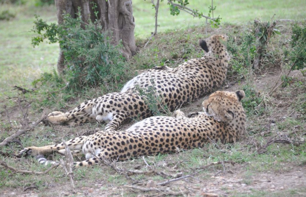 Gepardene er gode og mette og slapper av etter et måltid i Masai Mara nasjonalpark, Kenya. 