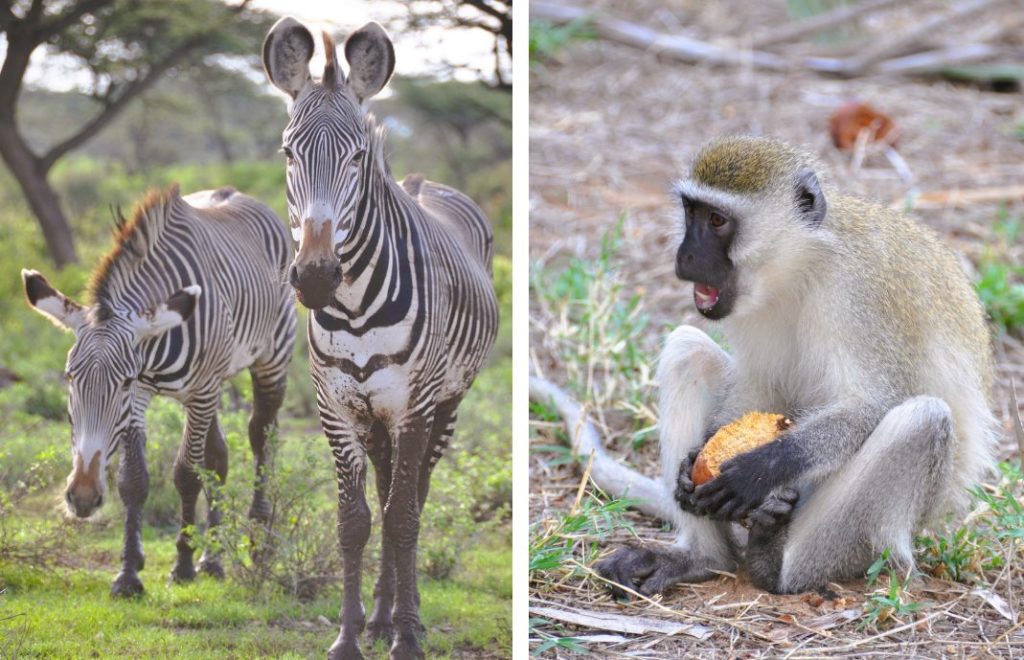 Safari i Samburu nasjonalpark i Kenya er absolutt å anbefale. 