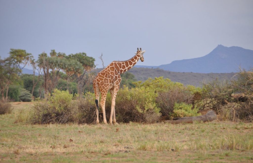 Reticulated sjiraff på vandring i Samburu nasjonalpark i Kenya