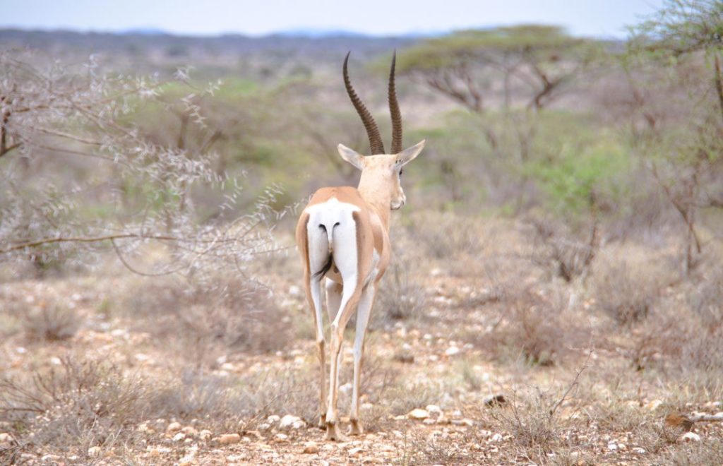 På ensom vandring over sletten i Samburu nasjonalpark, Kenya. 
