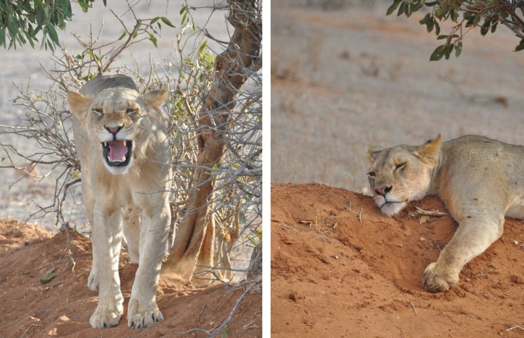 Det er et fantastisk syn å se løvene i Tsavo East nasjonalpark, Kenya. 