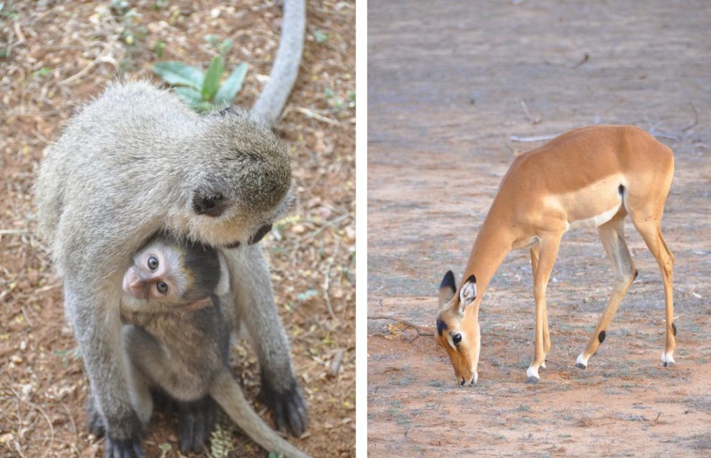 Tsavo East nasjonalpark i Kenya er perfekt for deg som vil komme tett på dyrelivet. 