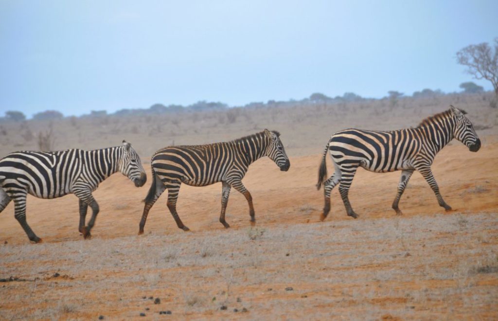 Sebraer på vandring i Tsavo East nasjonalpark, Kenya. 